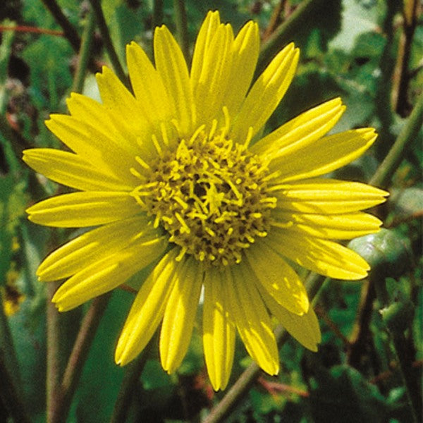 Prairie Dock "Silphium terebinthinaceum"