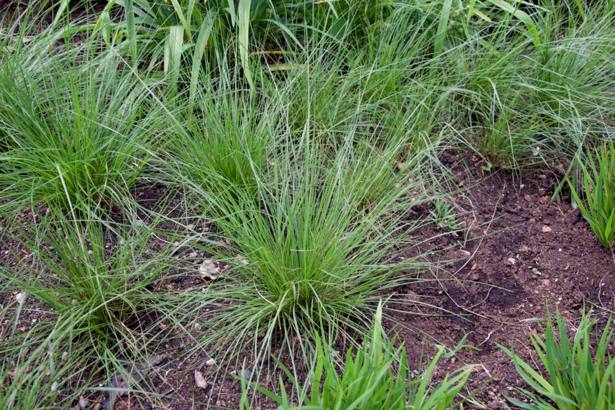 Prairie Dropseed "Sporobolus heterolepis"