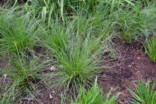 Prairie Dropseed "Sporobolus heterolepis"