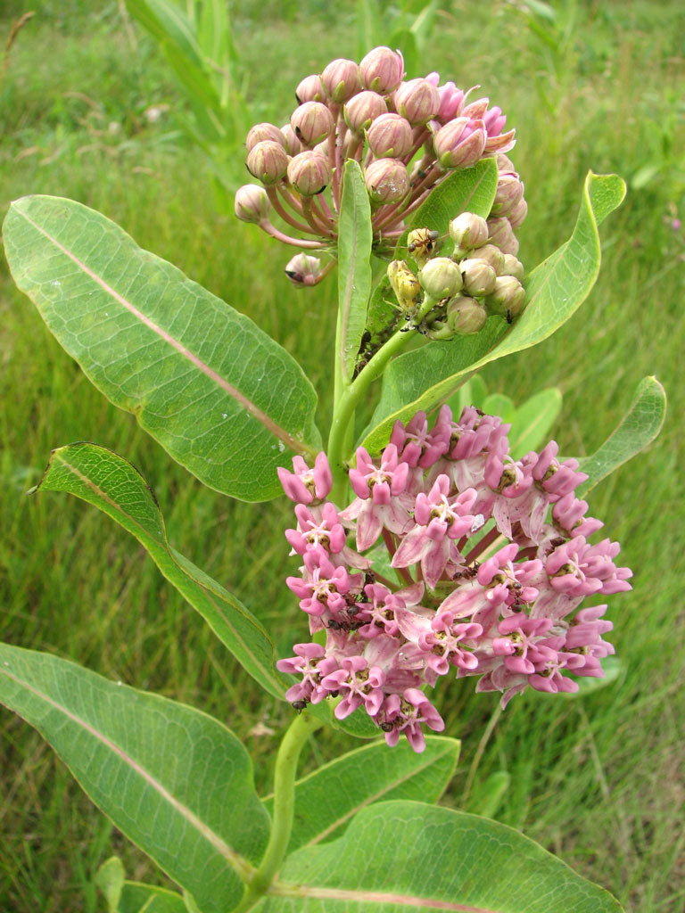 Prairie Milkweed "Asclepias sullivantii"
