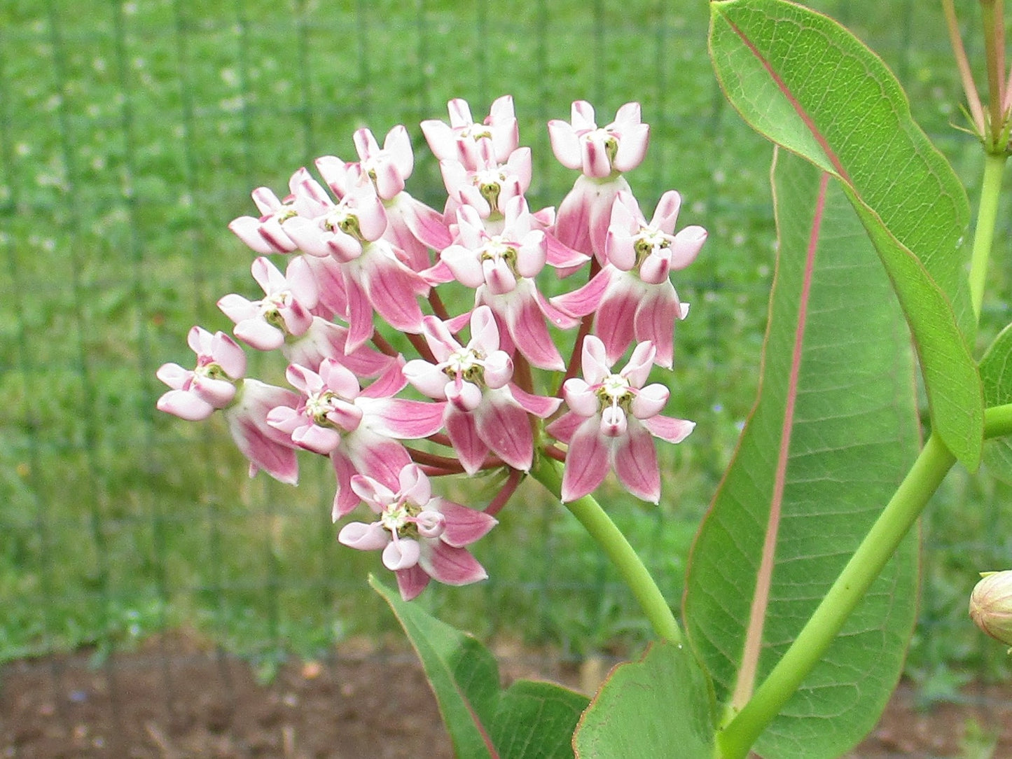 Prairie Milkweed "Asclepias sullivantii"