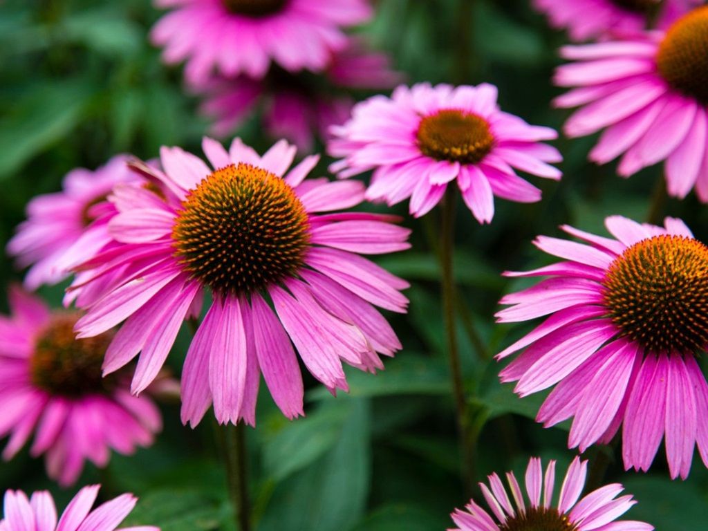 Purple Coneflower "Echinacea purpurea"