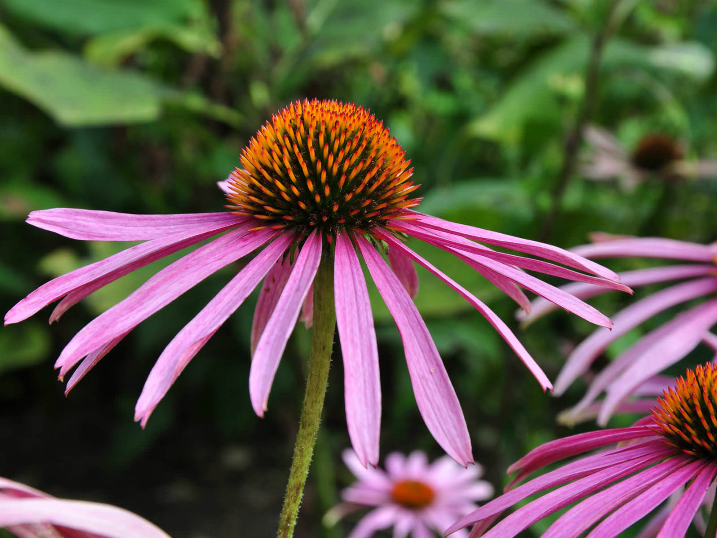 Purple Coneflower "Echinacea purpurea"