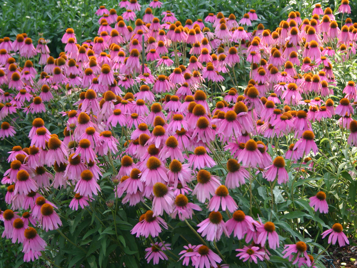 Purple Coneflower "Echinacea purpurea"