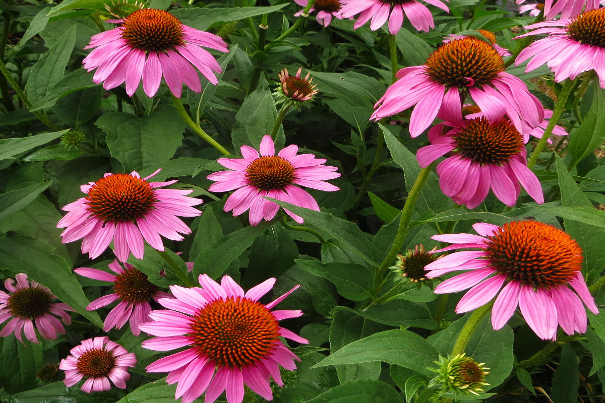 Purple Coneflower "Echinacea purpurea"
