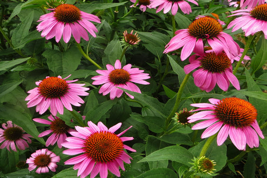 Purple Coneflower "Echinacea purpurea"
