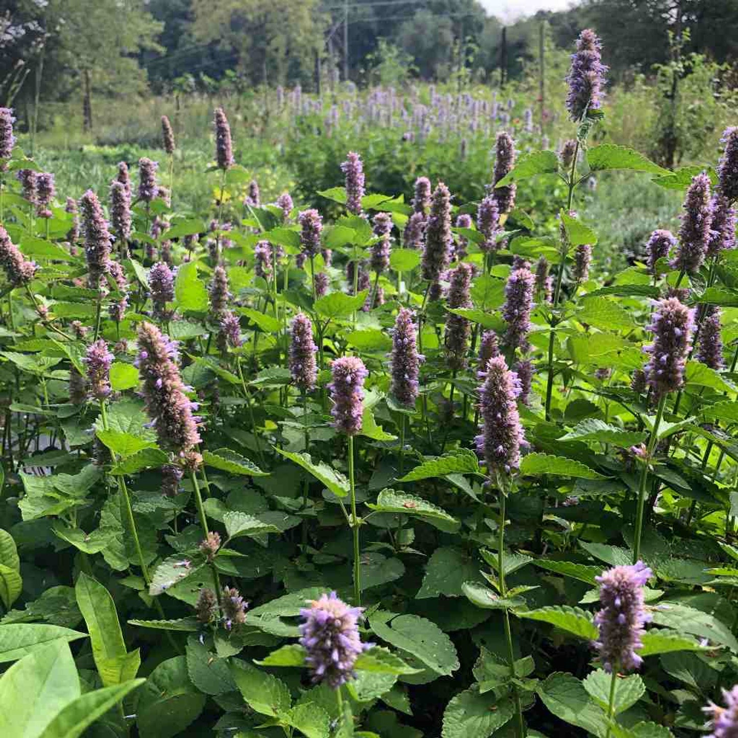 Purple Giant Hyssop "Agastache scrophulariifolia"