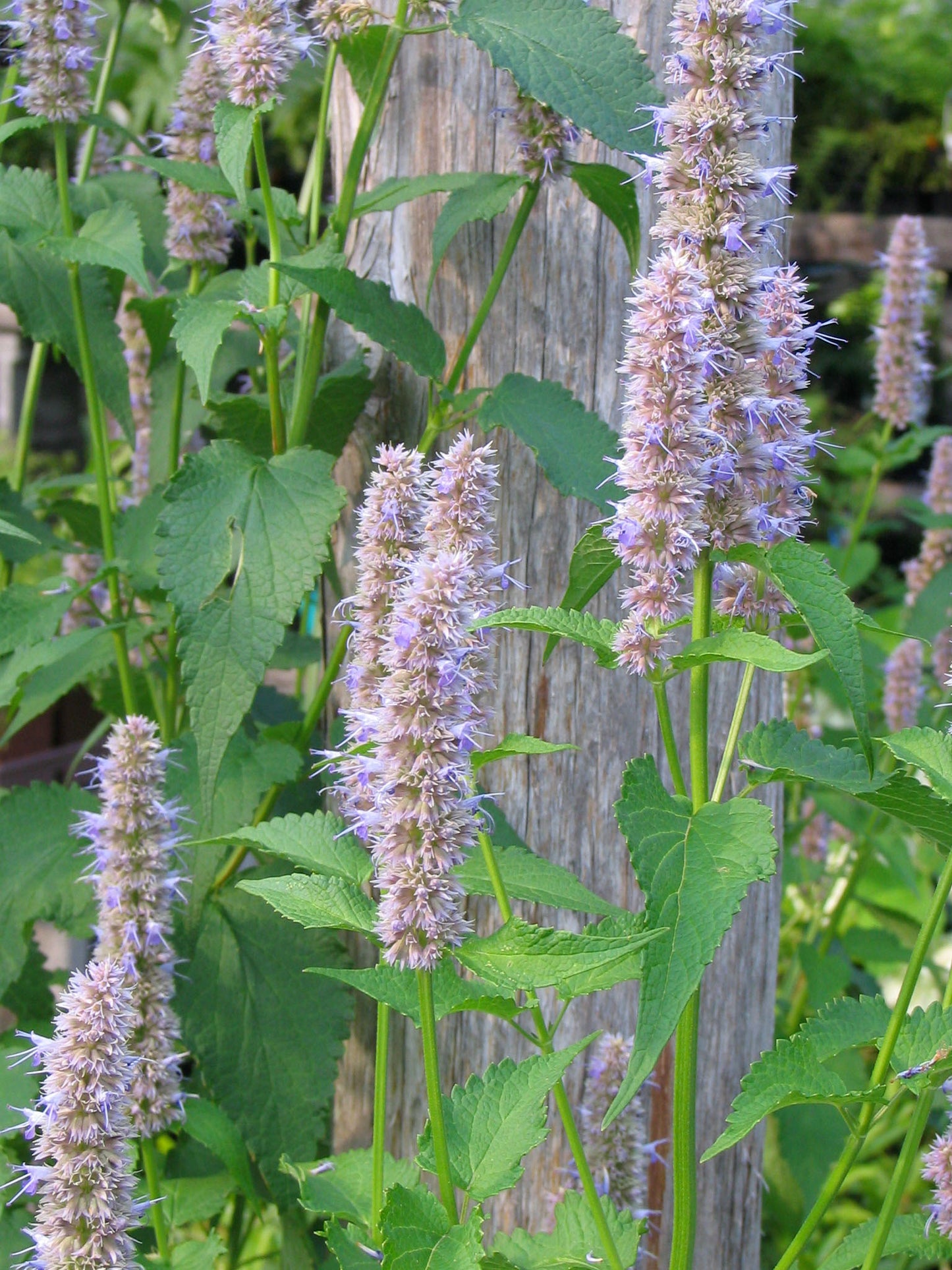 Purple Giant Hyssop "Agastache scrophulariifolia"