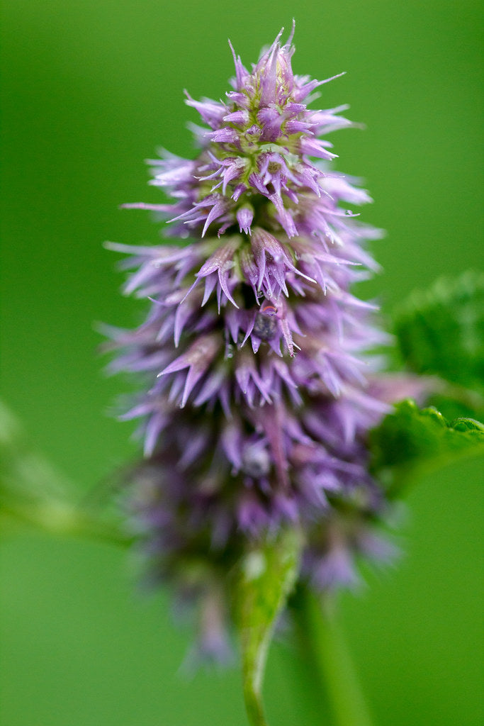 Purple Giant Hyssop "Agastache scrophulariifolia"