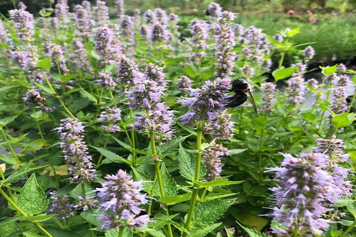 Purple Giant Hyssop "Agastache scrophulariifolia"