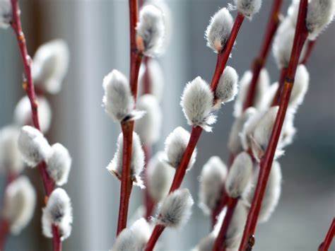 Pussy Willow