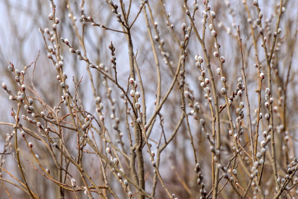 Pussy Willow