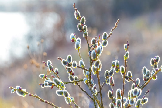 Pussy Willow
