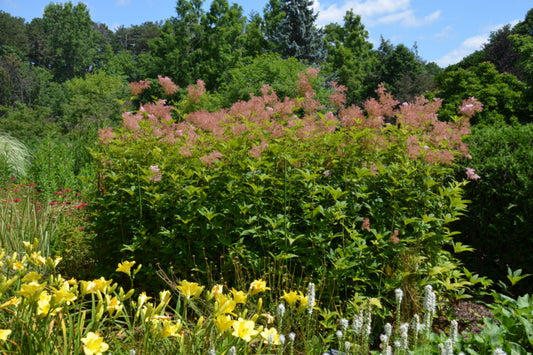 Queen of the Prairie "Filipendula rubra"