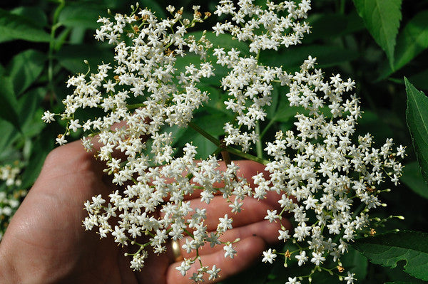 TreeYo Elderberry - Ranch