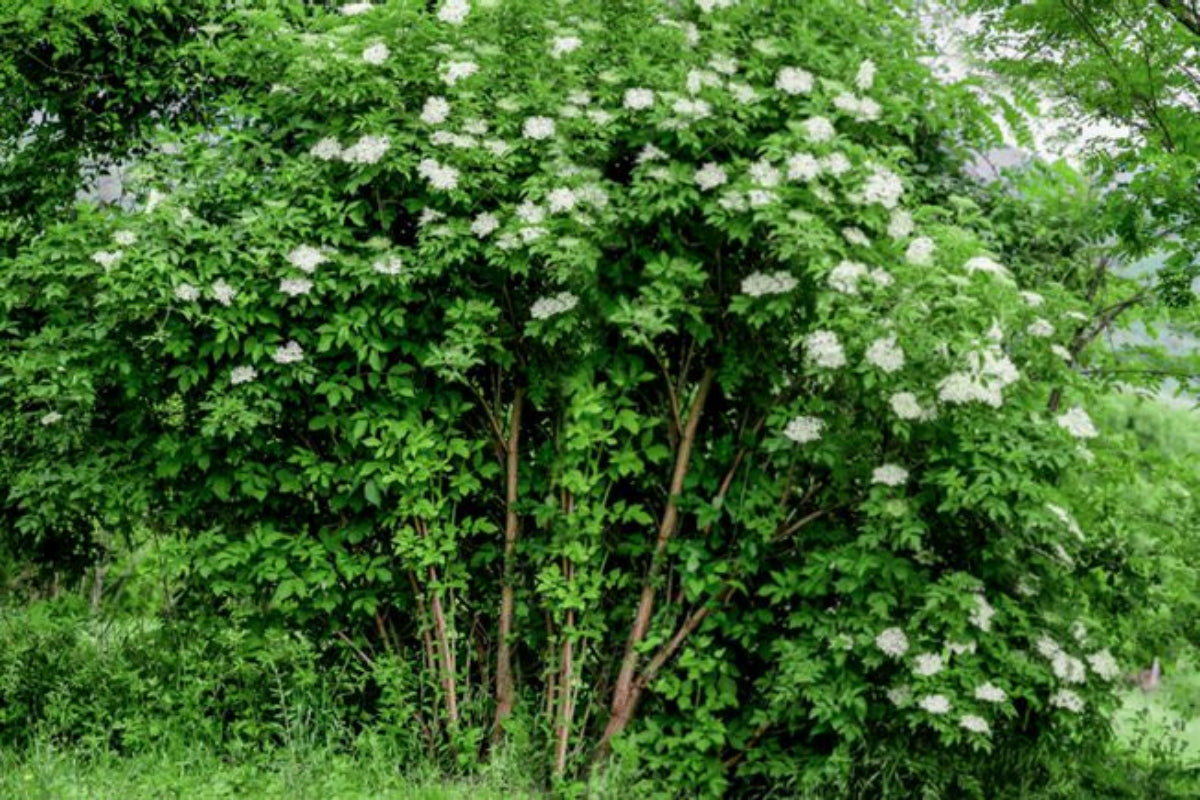TreeYo Elderberry - Ranch