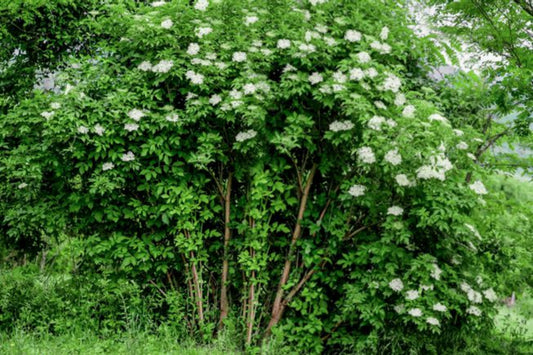 TreeYo Elderberry - Ranch