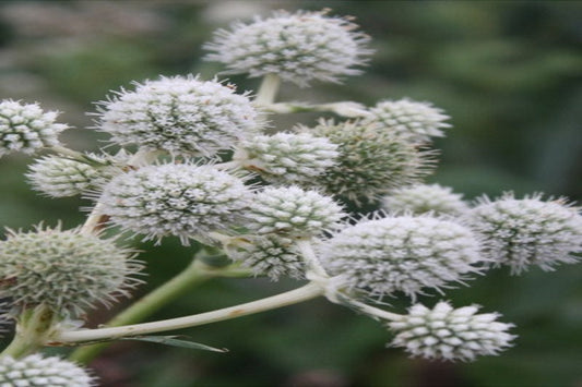 Rattlesnake Master "Eryngium yuccifolium"