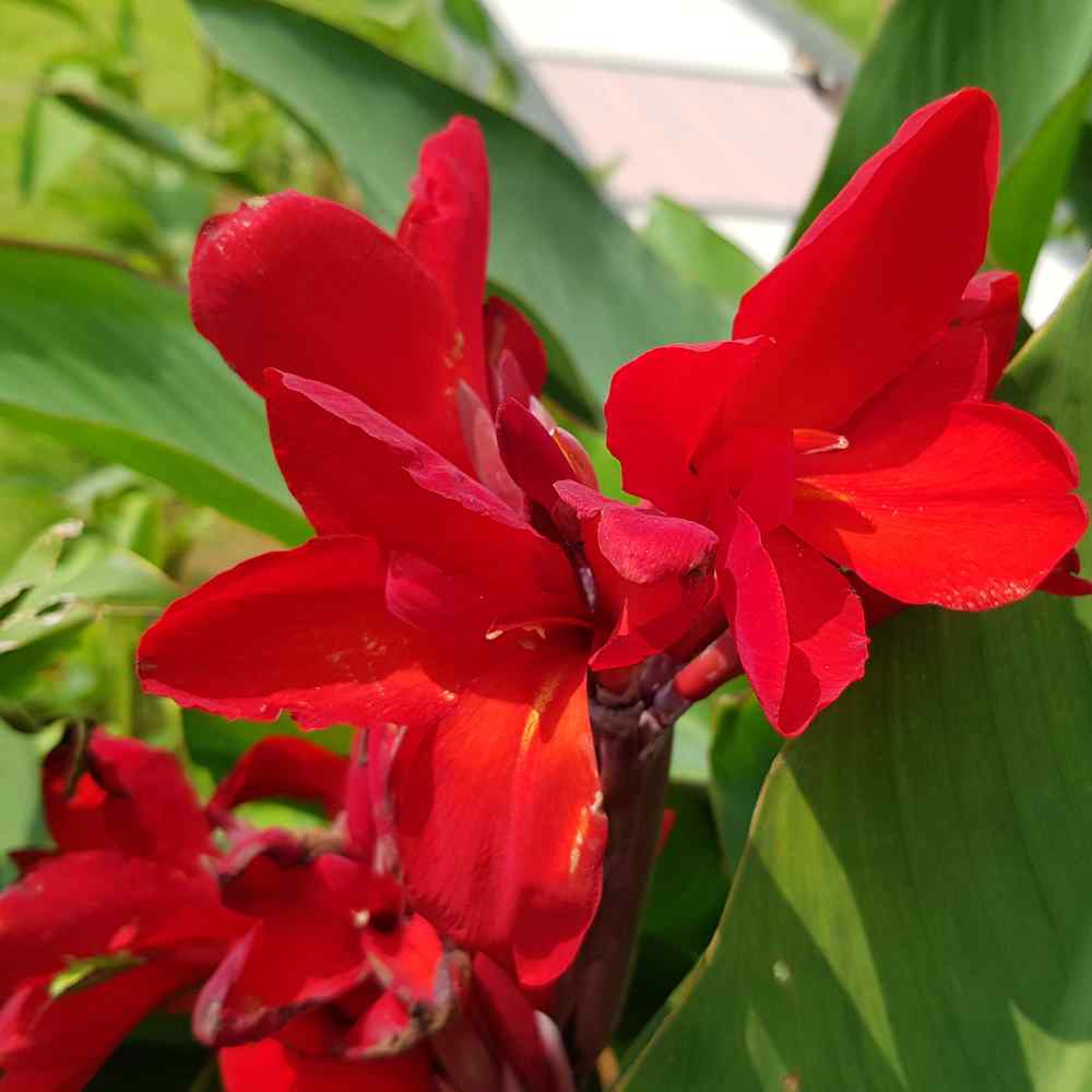 TreeYo Canna Lily-Red Flowering