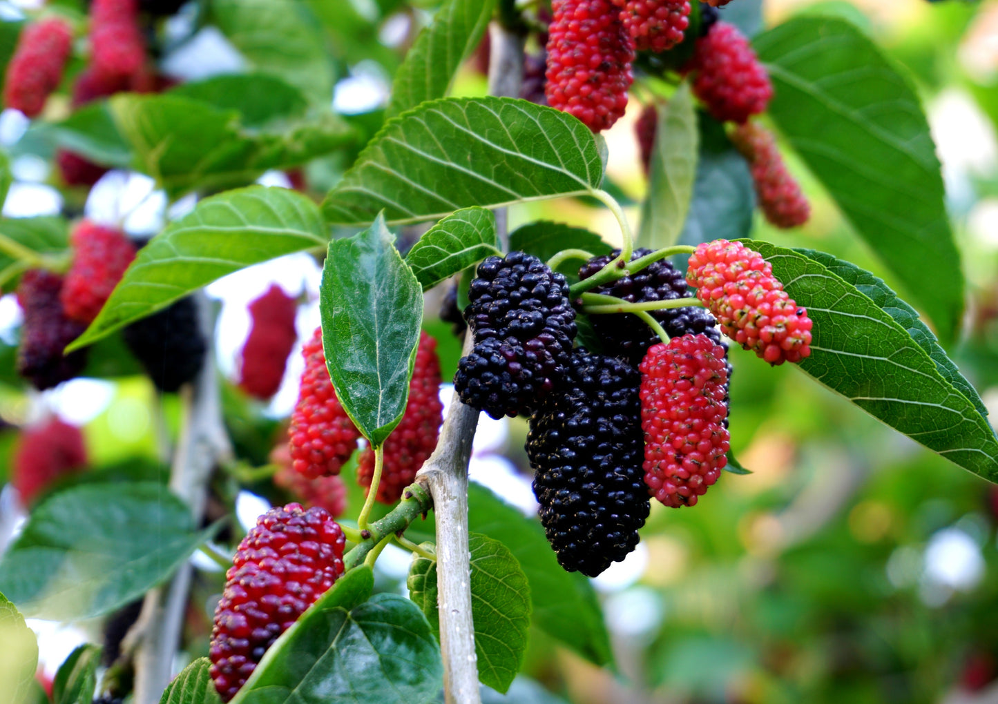 TreeYo Red Mulberry