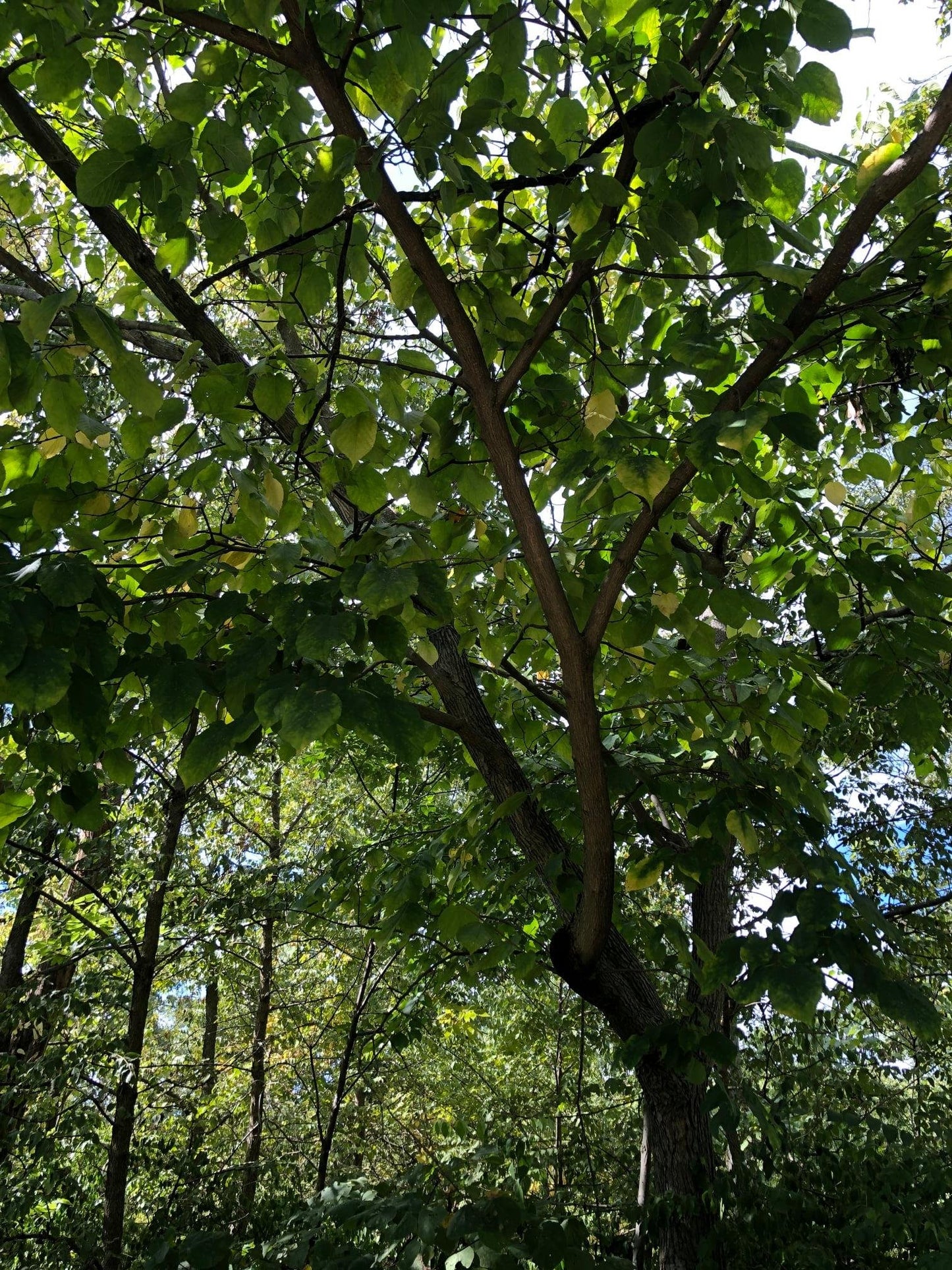 TreeYo Red Mulberry