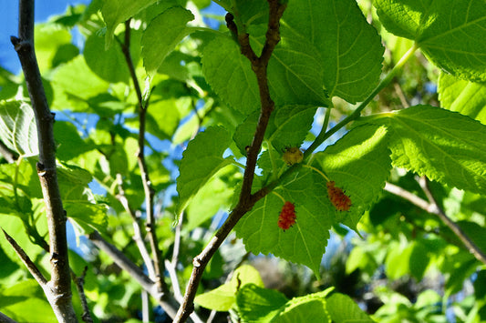 TreeYo Red Mulberry