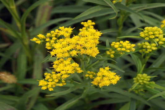Riddell's Goldenrod "Oligoneuron riddellii"