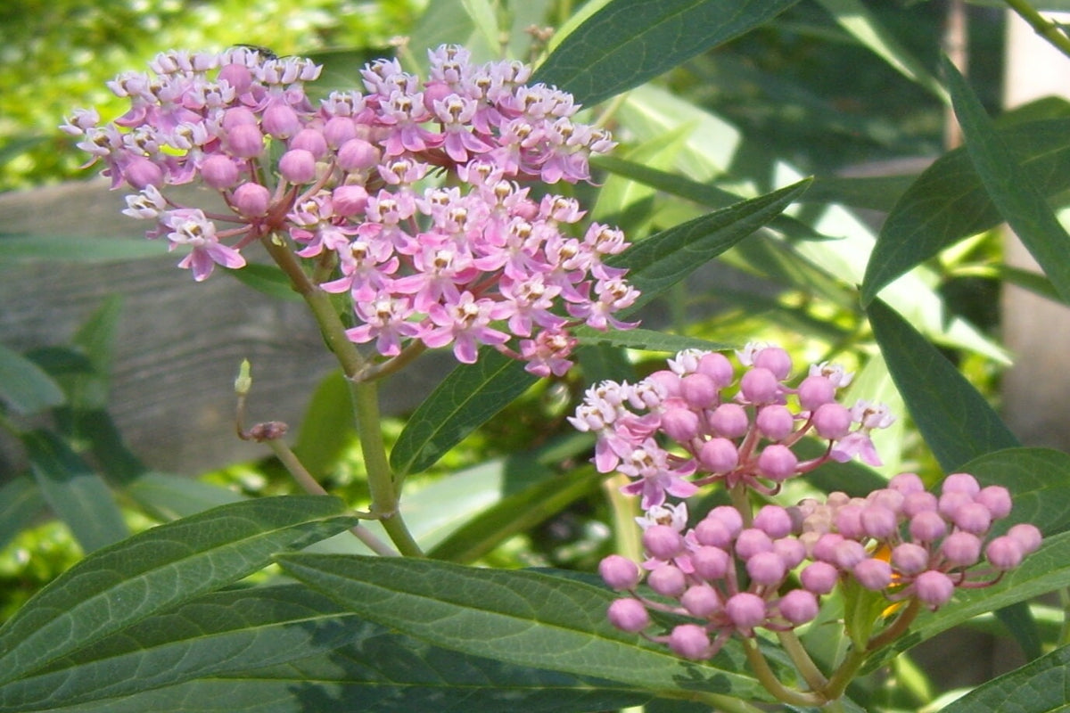 Rose Milkweed "Asclepias incarnata"