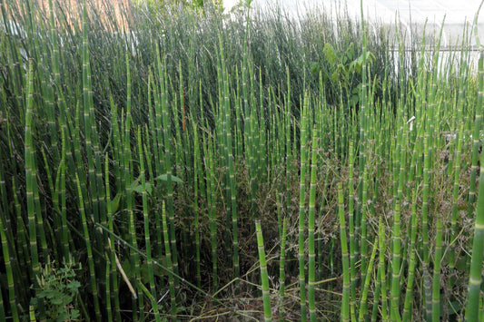 Scouring-Rush Horsetail "Equisetum hyemale"