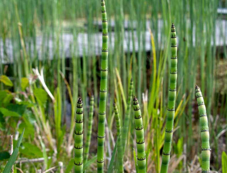 Scouring-Rush Horsetail "Equisetum hyemale"