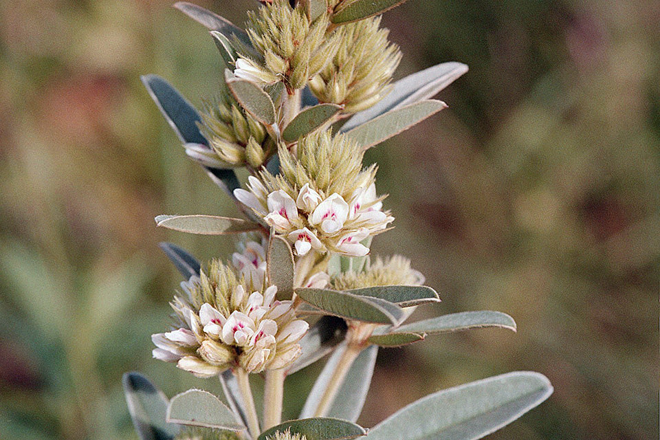 Roundhead Bushclover "Lespedeza capitata"