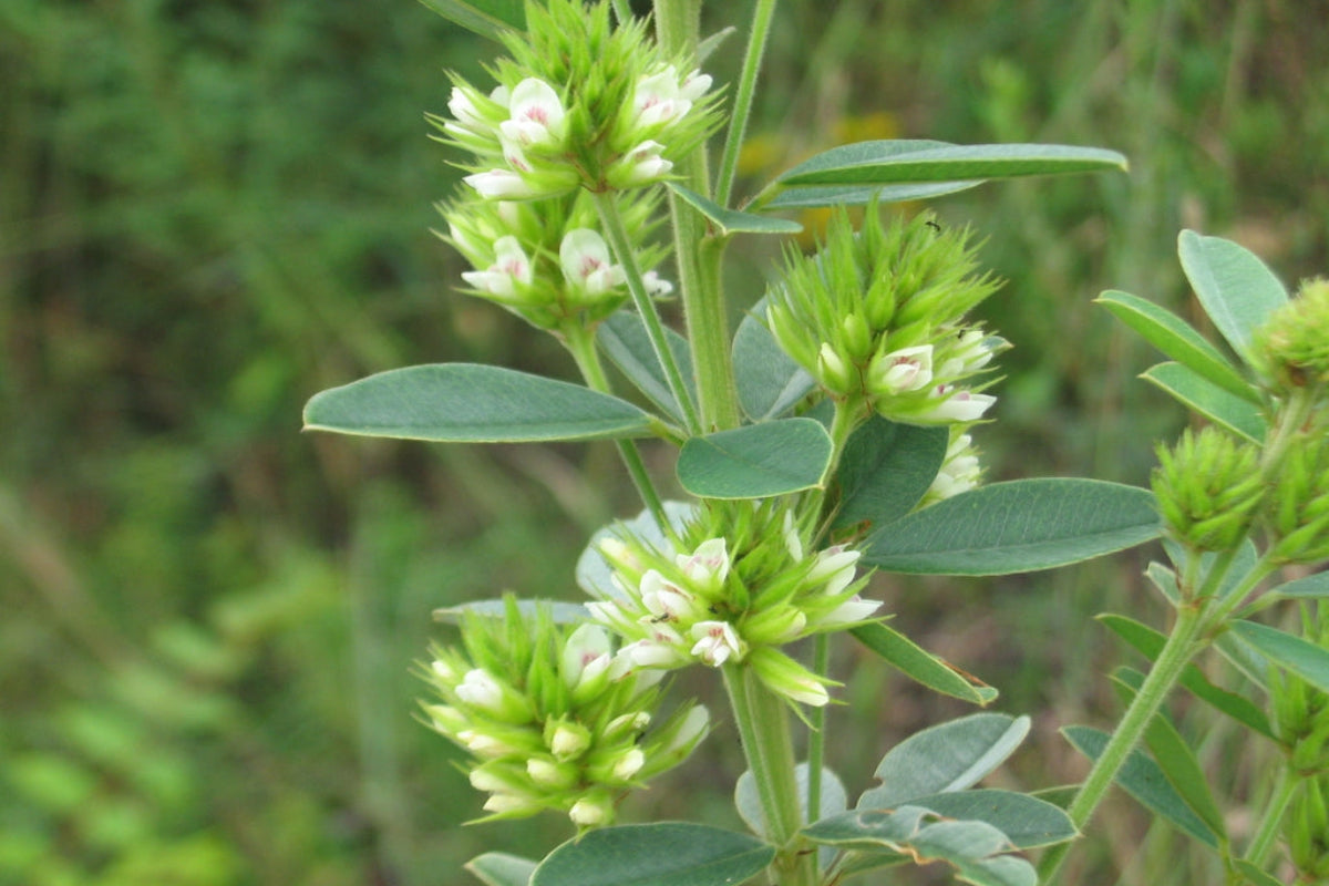 Roundhead Bushclover "Lespedeza capitata"