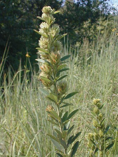 Roundhead Bushclover "Lespedeza capitata"