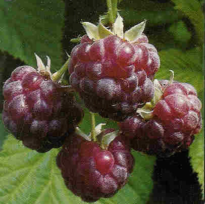 TreeYo Raspberry - Royalty Purple - Summer
