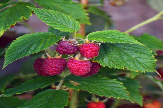 TreeYo Raspberry - Royalty Purple - Summer