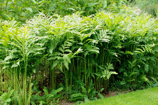 Sensitive Fern "Onoclea sensibilis"
