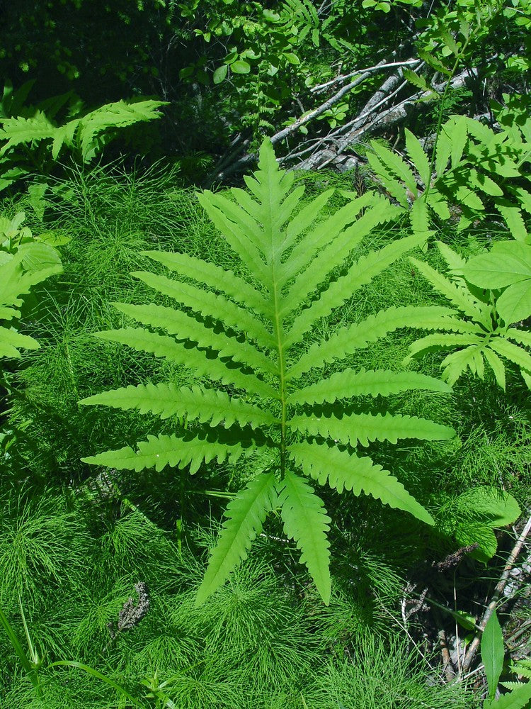Sensitive Fern "Onoclea sensibilis"