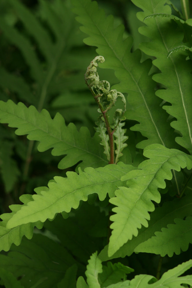 Sensitive Fern "Onoclea sensibilis"