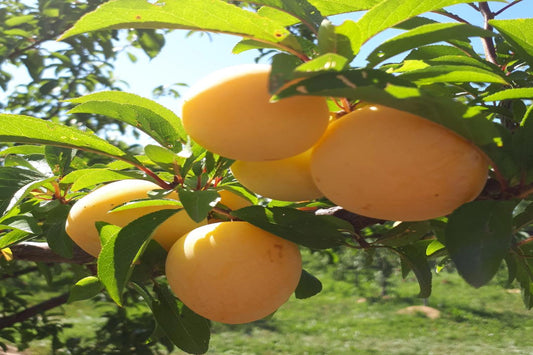 TreeYo Asian Plum - Shiro