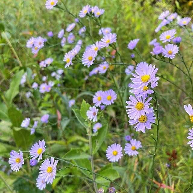 Sky Blue Aster - "Symphyotrichum oolentangiense"