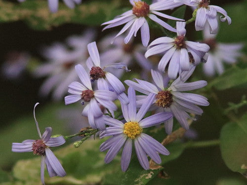 Sky Blue Aster - "Symphyotrichum oolentangiense"