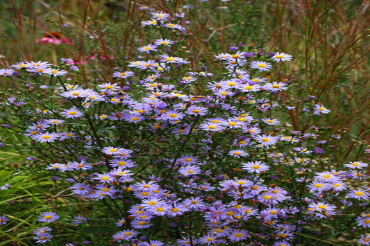 Sky Blue Aster - "Symphyotrichum oolentangiense"