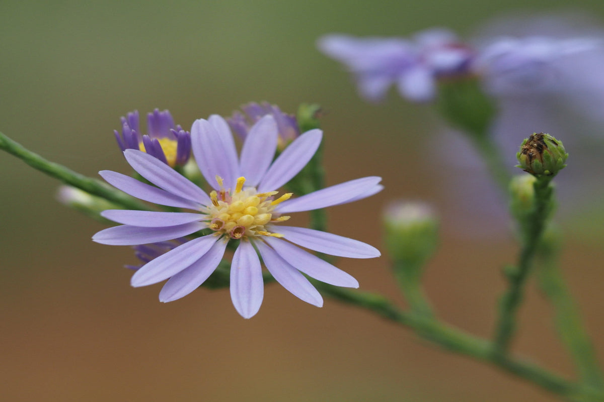 Smooth Blue Aster "Symphyotrichum laeve"