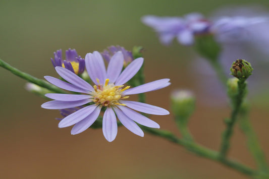 Smooth Blue Aster "Symphyotrichum laeve"