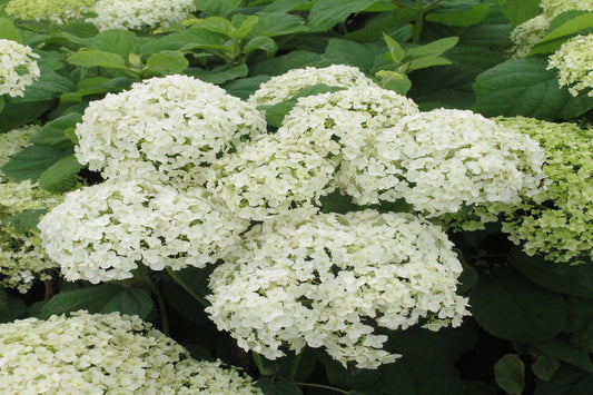 Smooth Hydrangea "Hydrangea arborescens"