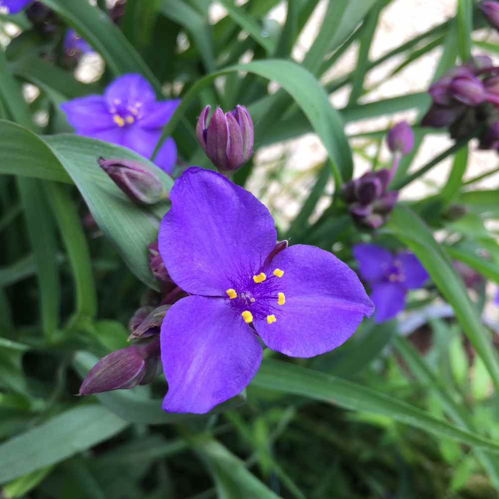 Ohio Spiderwort "Tradescantia ohiensis"