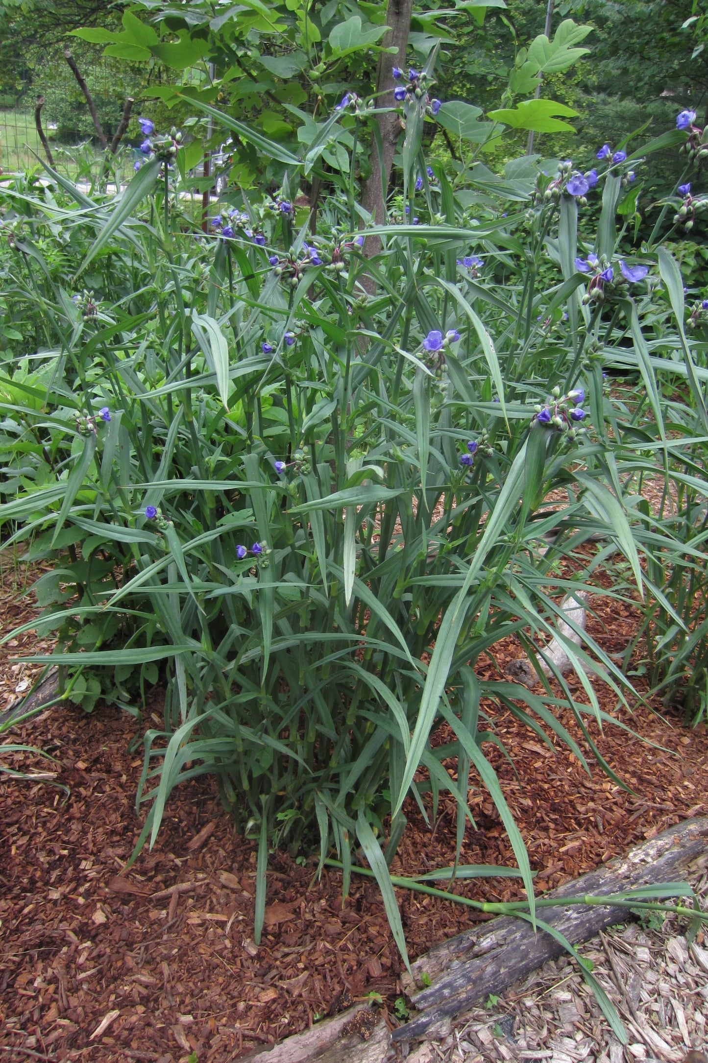 Ohio Spiderwort "Tradescantia ohiensis"