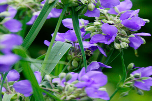 Ohio Spiderwort "Tradescantia ohiensis"