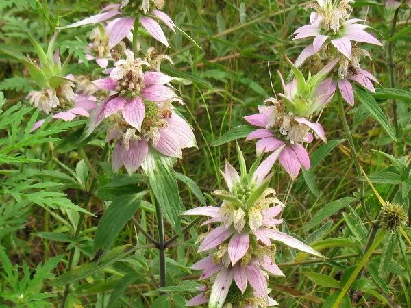 Spotted Bee Balm "Monarda punctata"