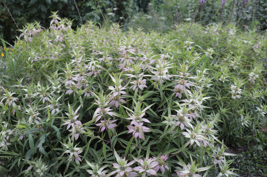 Spotted Bee Balm "Monarda punctata"